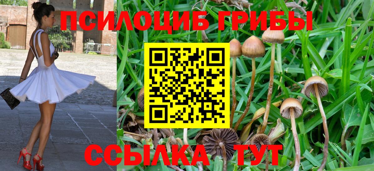 Псилоцибиновые грибы прущие грибы Архангельск